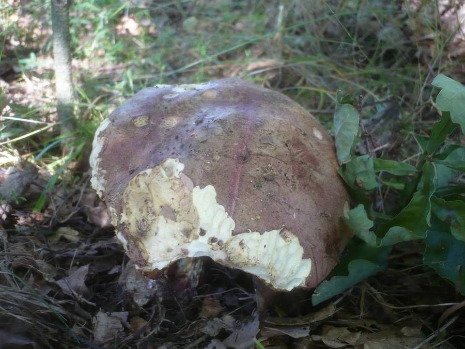 Boletus legaliae image