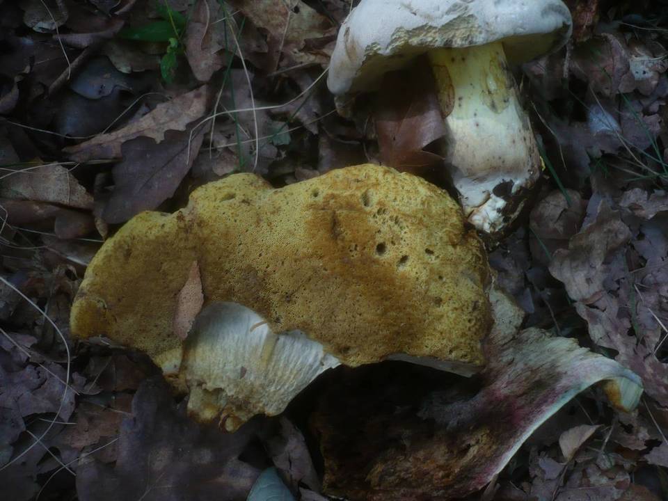 Boletus radicans image