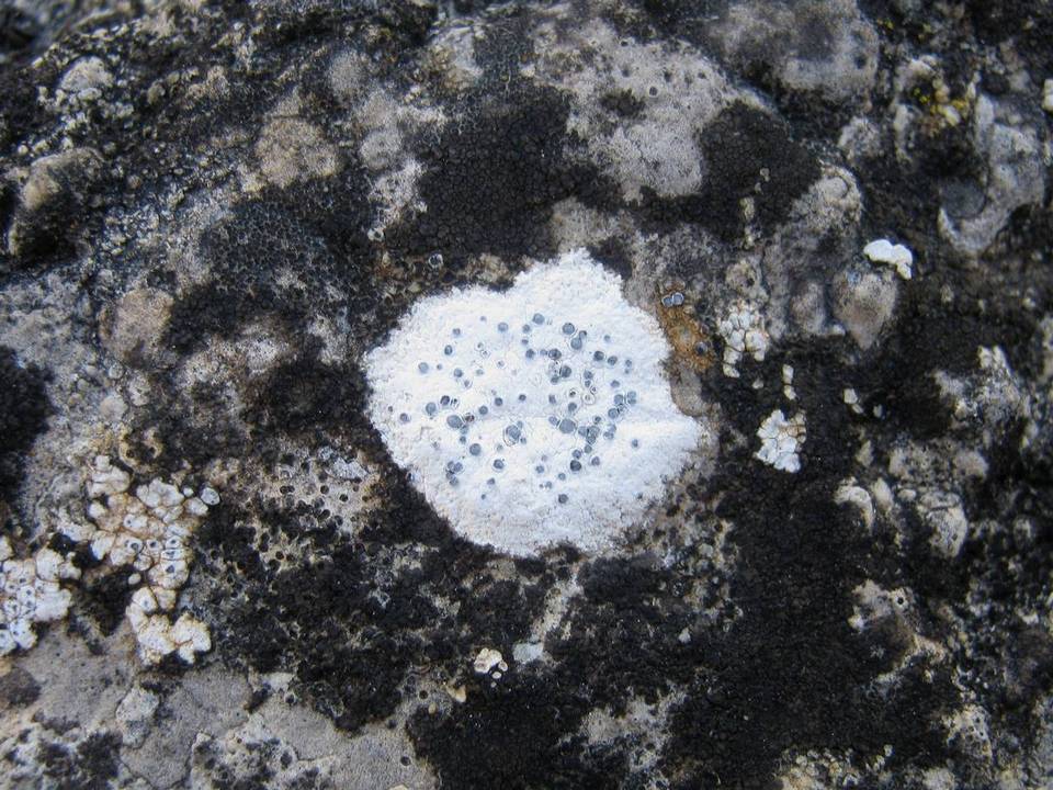 Diplotomma venustum image