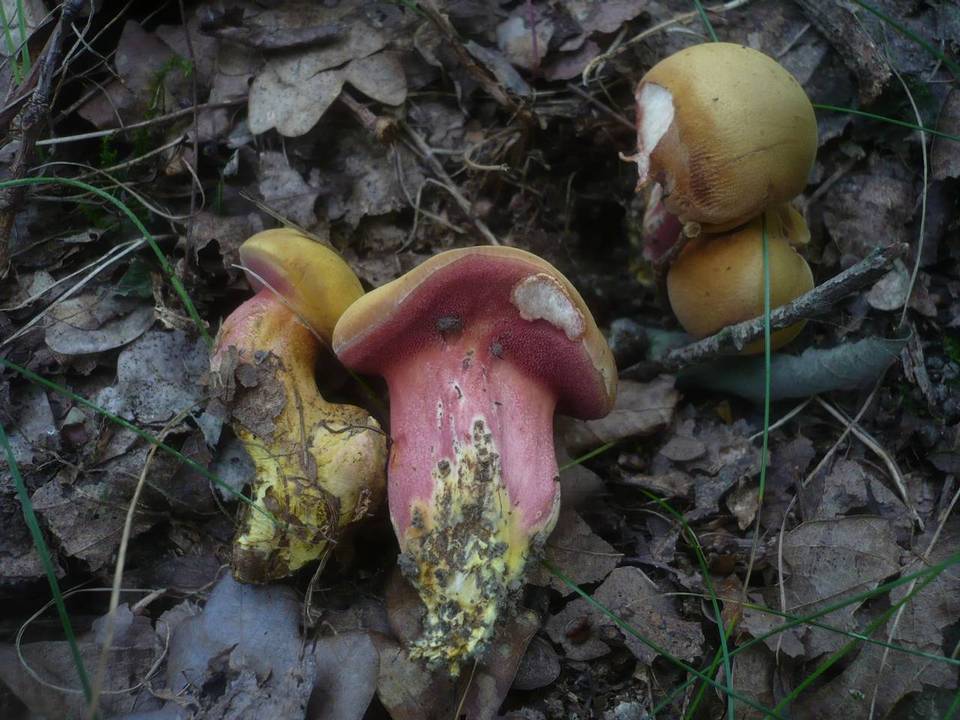 Rubinoboletus rubinus image