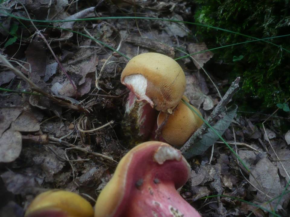 Rubinoboletus rubinus image