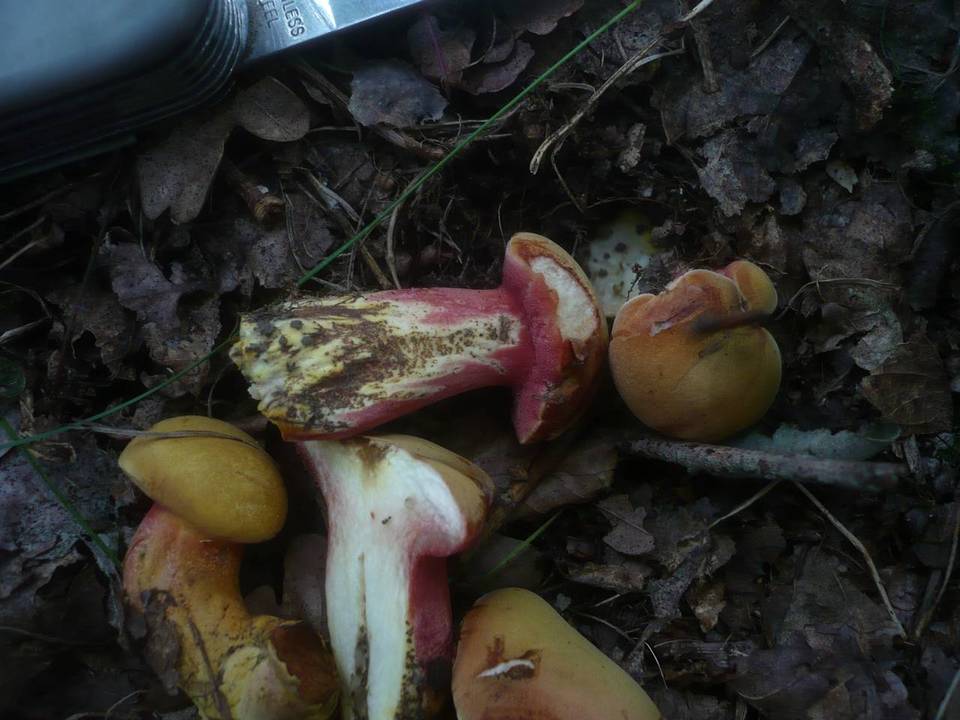 Rubinoboletus rubinus image