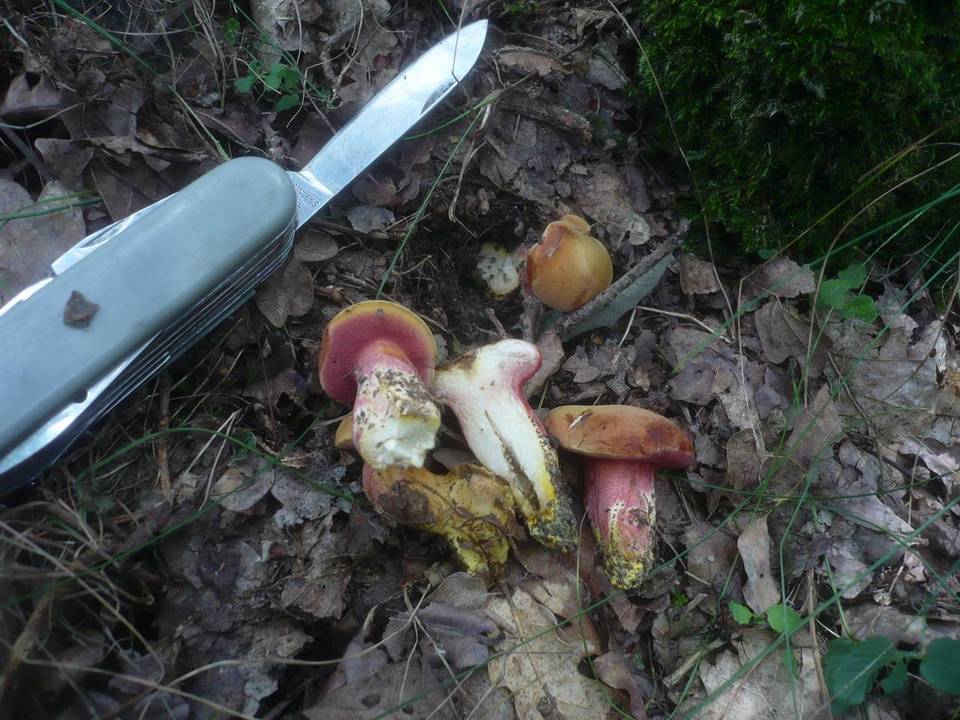 Rubinoboletus rubinus image