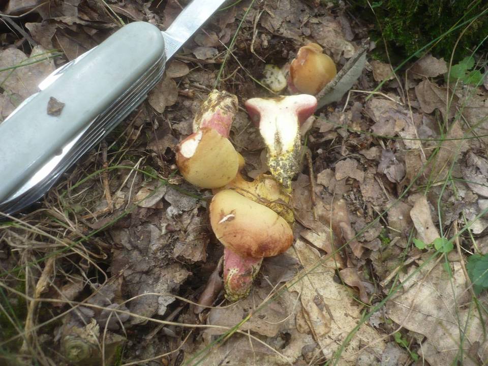 Rubinoboletus rubinus image