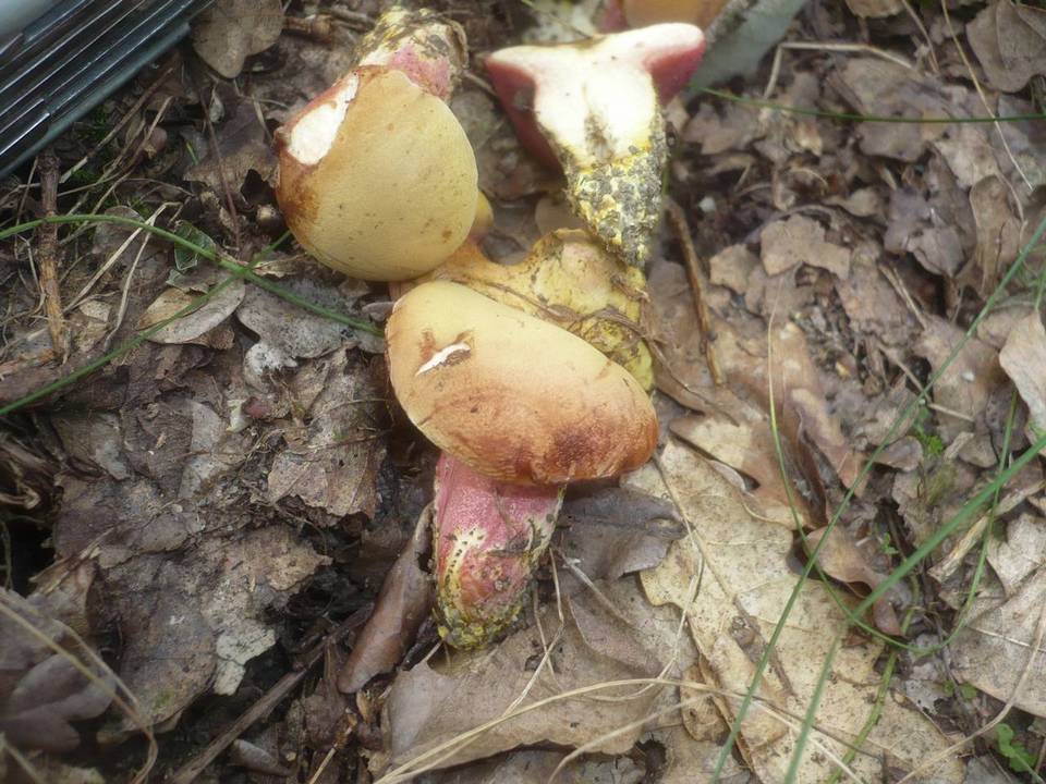 Rubinoboletus rubinus image