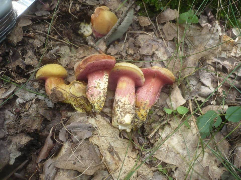 Rubinoboletus rubinus image