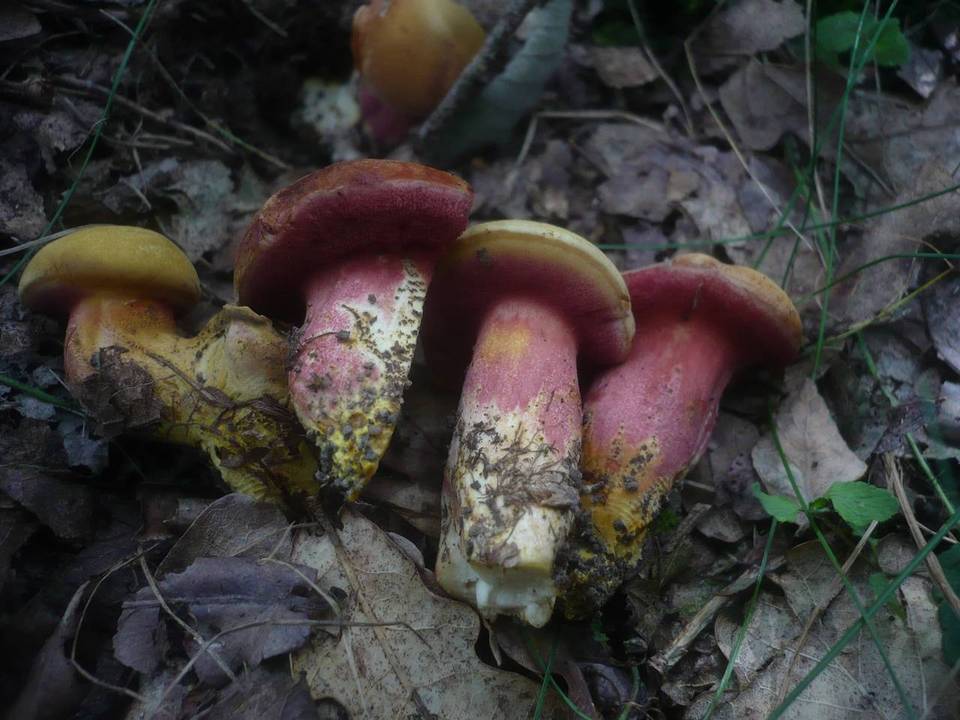 Rubinoboletus rubinus image