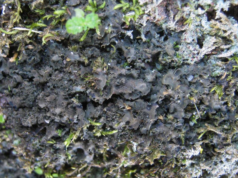 Blennothallia image