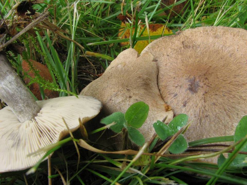 Lyophyllum leucophaeatum image