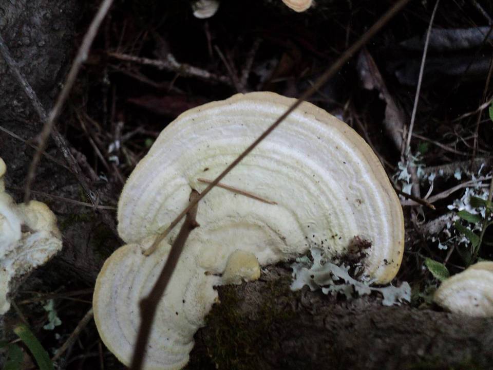 Trametes suaveolens image