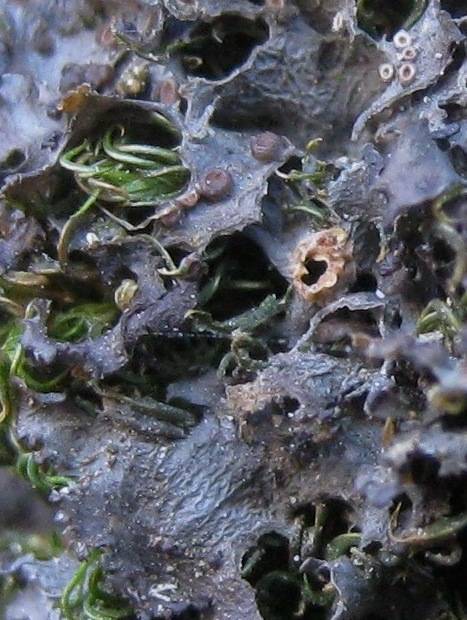 Leptogium cochleatum image
