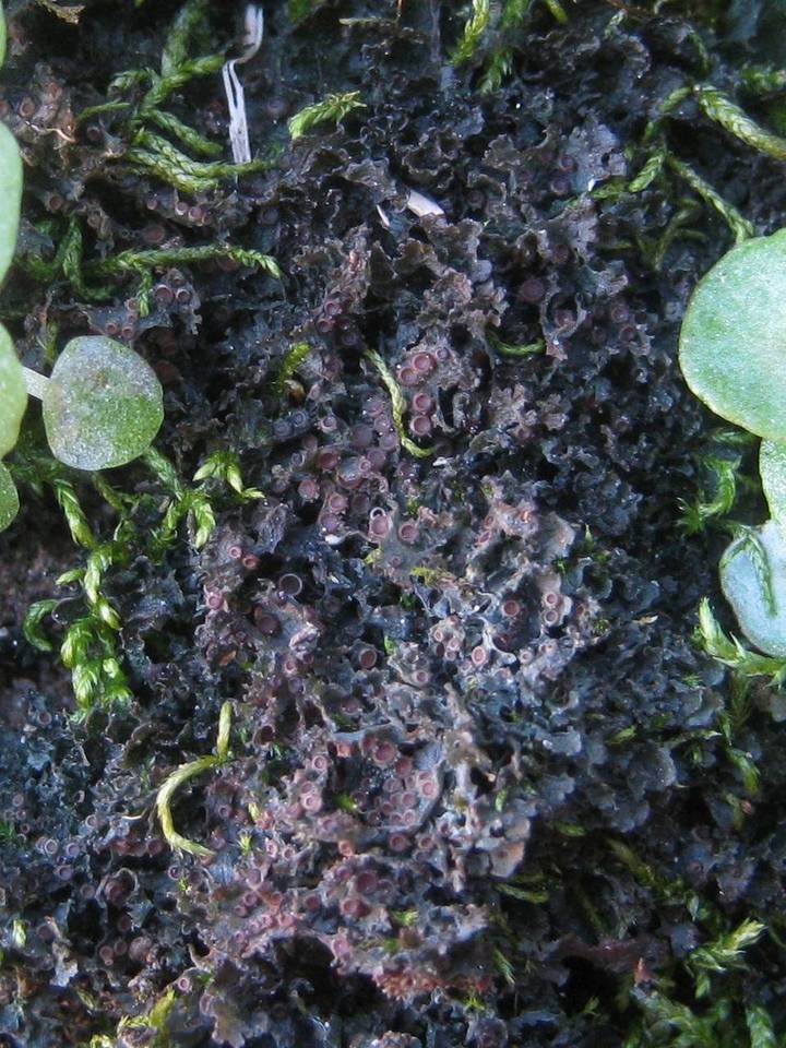 Leptogium gelatinosum image