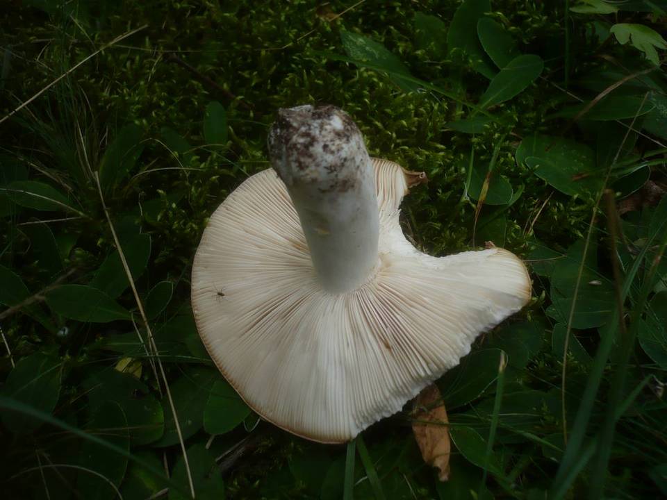 Russula langei image