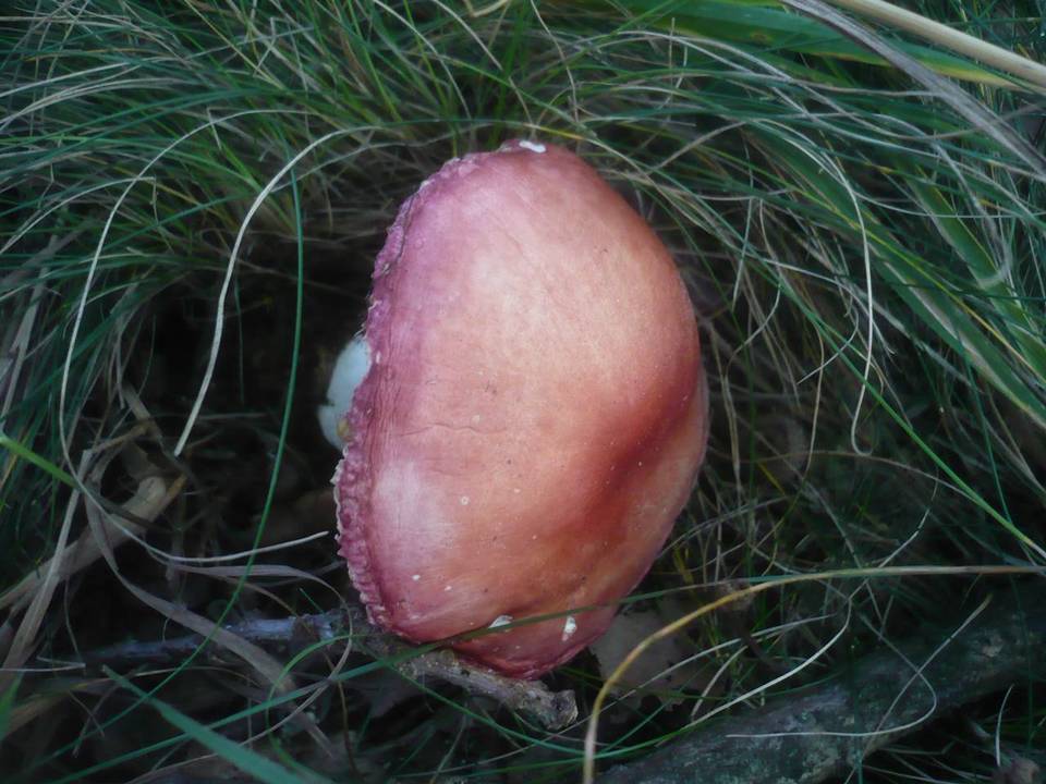 Russula pseudointegra image