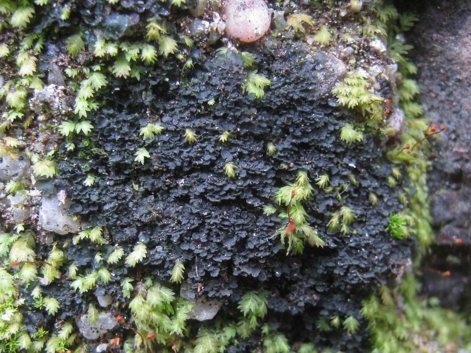 Leptogium imbricatum image