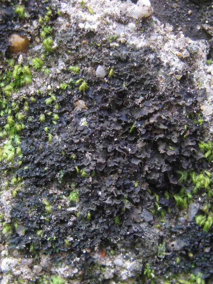 Leptogium imbricatum image