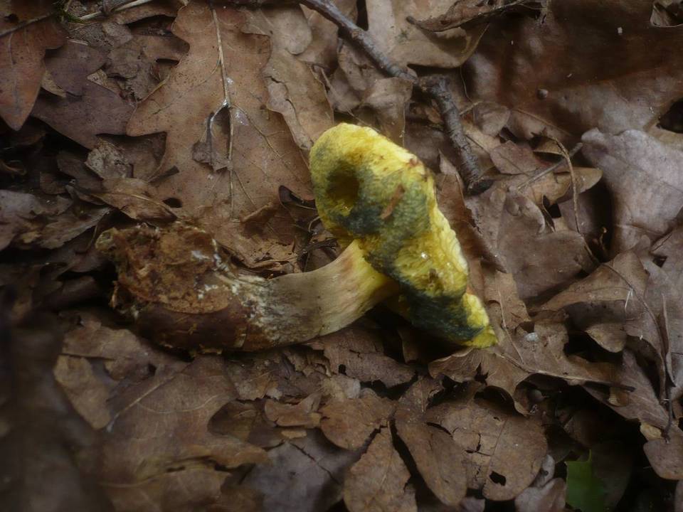 Boletus cisalpinus image