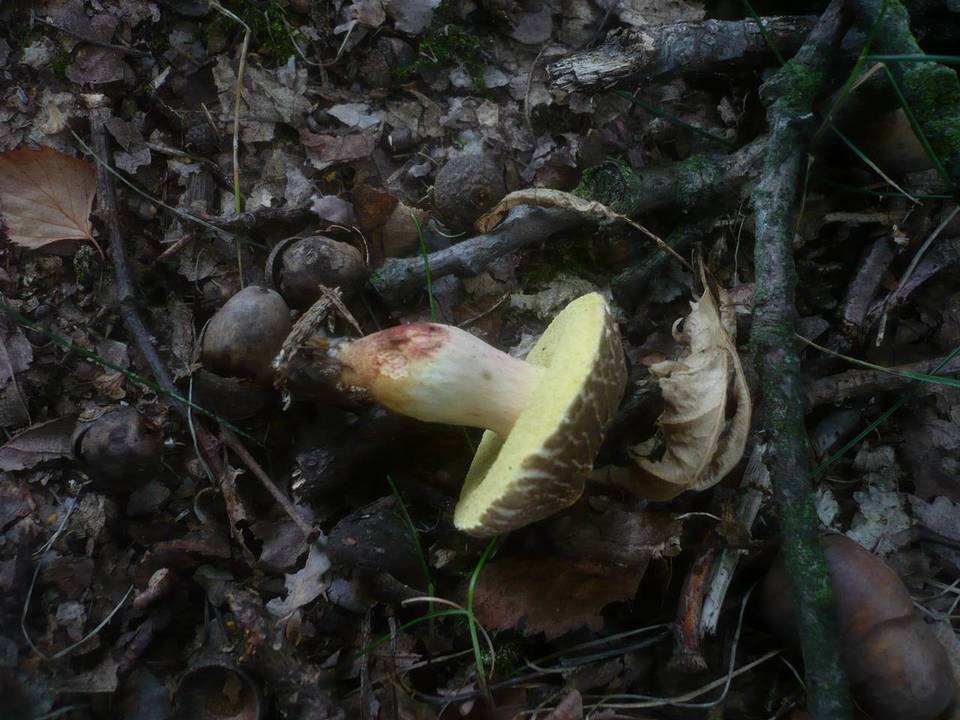 Xerocomellus marekii image
