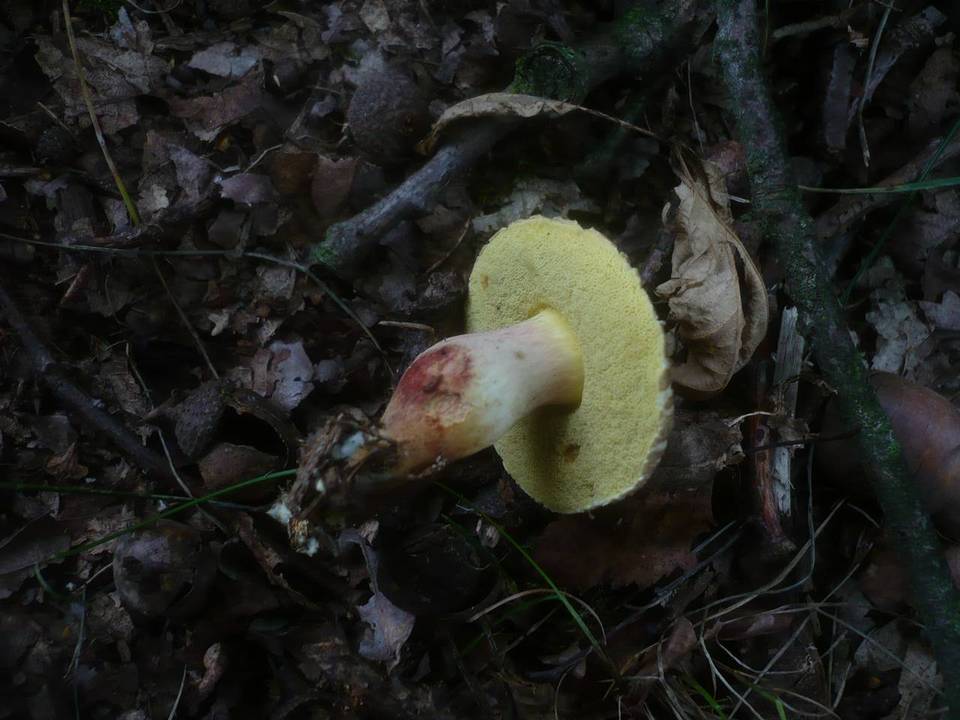 Xerocomellus marekii image