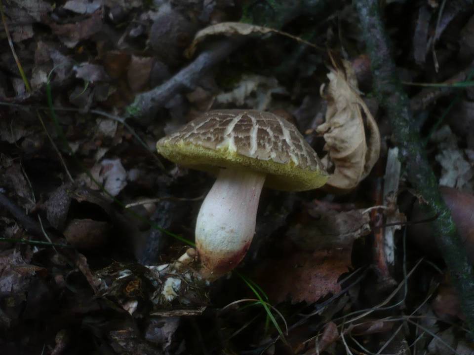 Xerocomellus marekii image