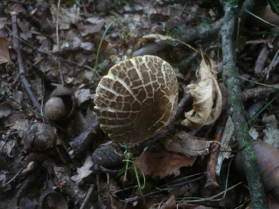 Xerocomellus marekii image