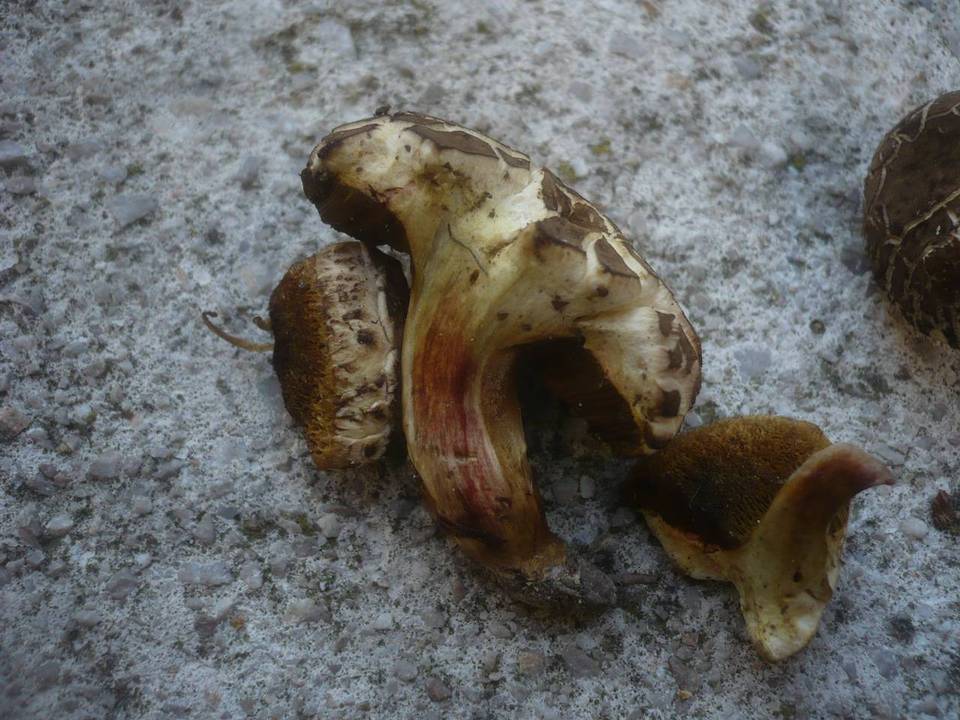 Xerocomellus marekii image