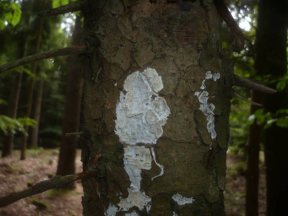 Exidiopsis calcea image