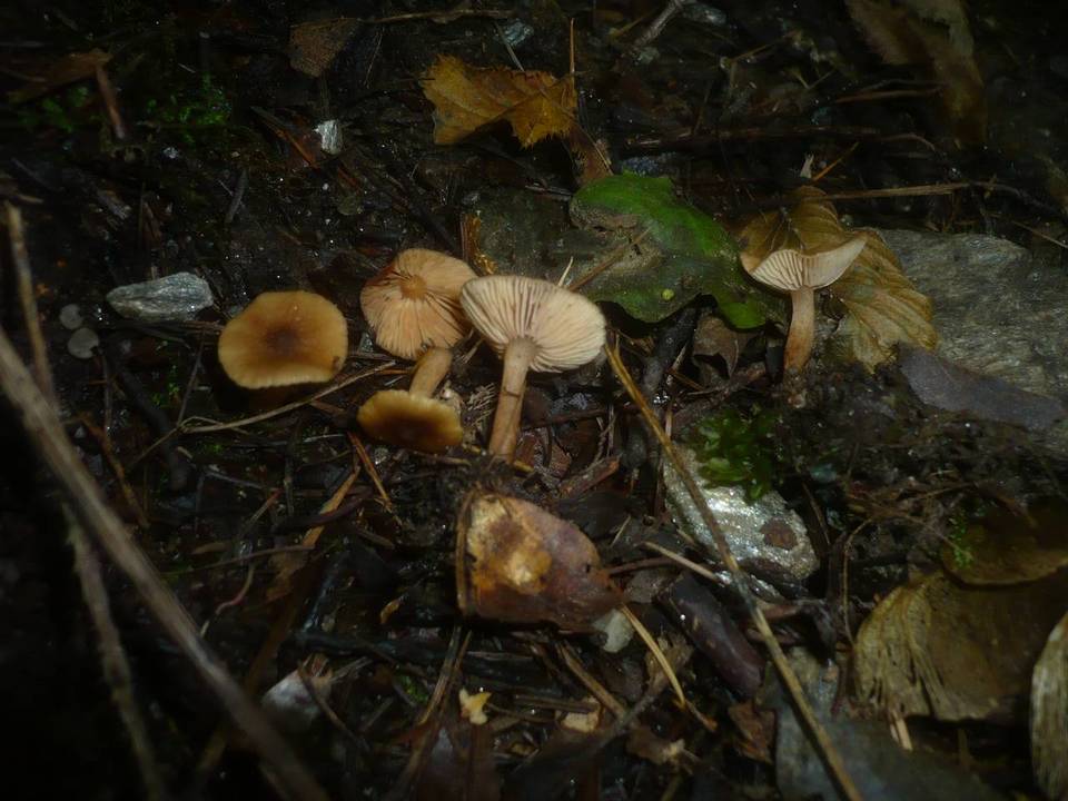Lactarius obscuratus image