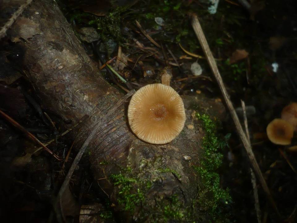 Lactarius obscuratus image