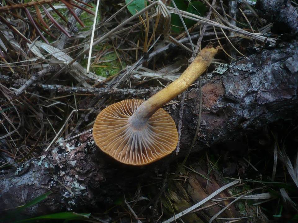Chroogomphus helveticus image