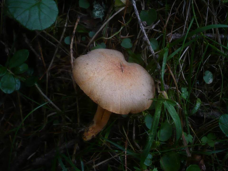 Chroogomphus helveticus image