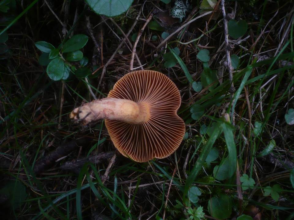 Chroogomphus helveticus image