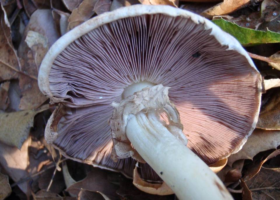 Agaricus semotus image