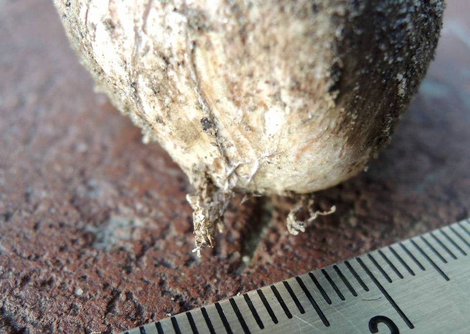 Rhizopogon colossus image