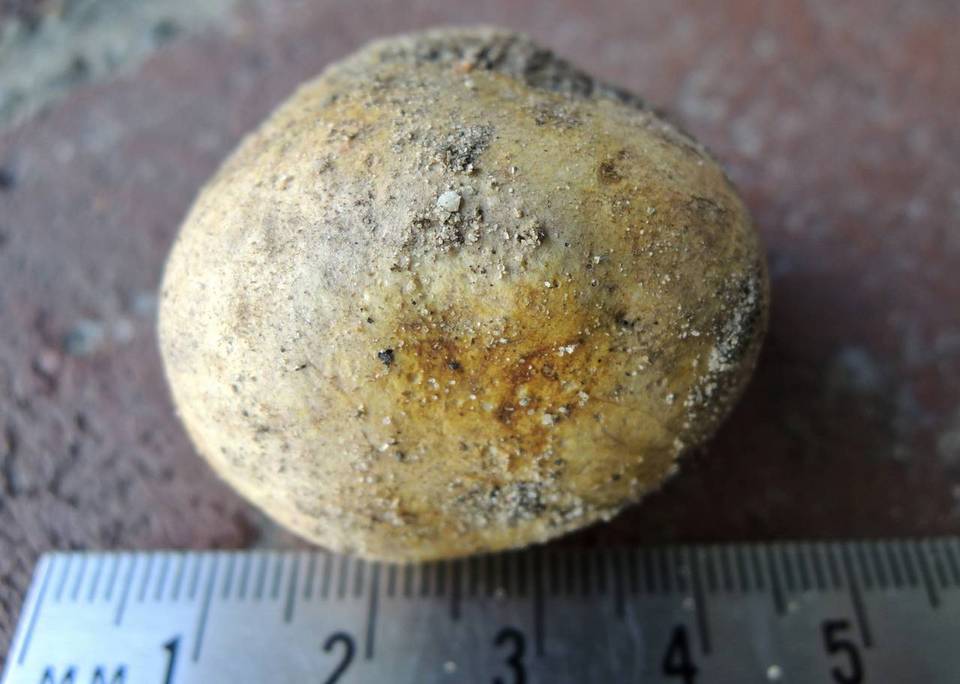 Rhizopogon colossus image