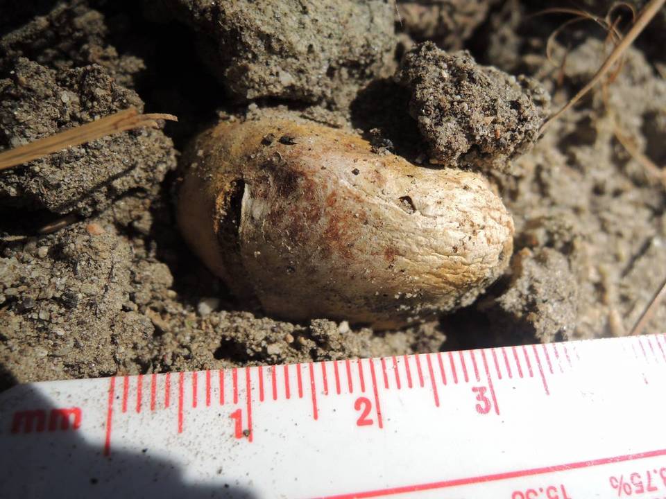 Rhizopogon colossus image