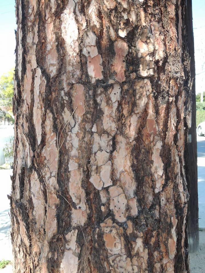 Rhizopogon colossus image