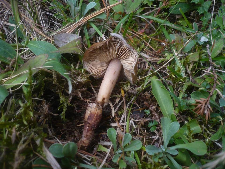 Phaeocollybia festiva image