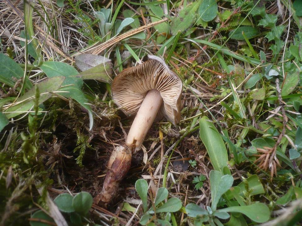 Phaeocollybia festiva image