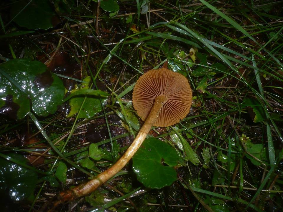 Cortinarius bataillei image