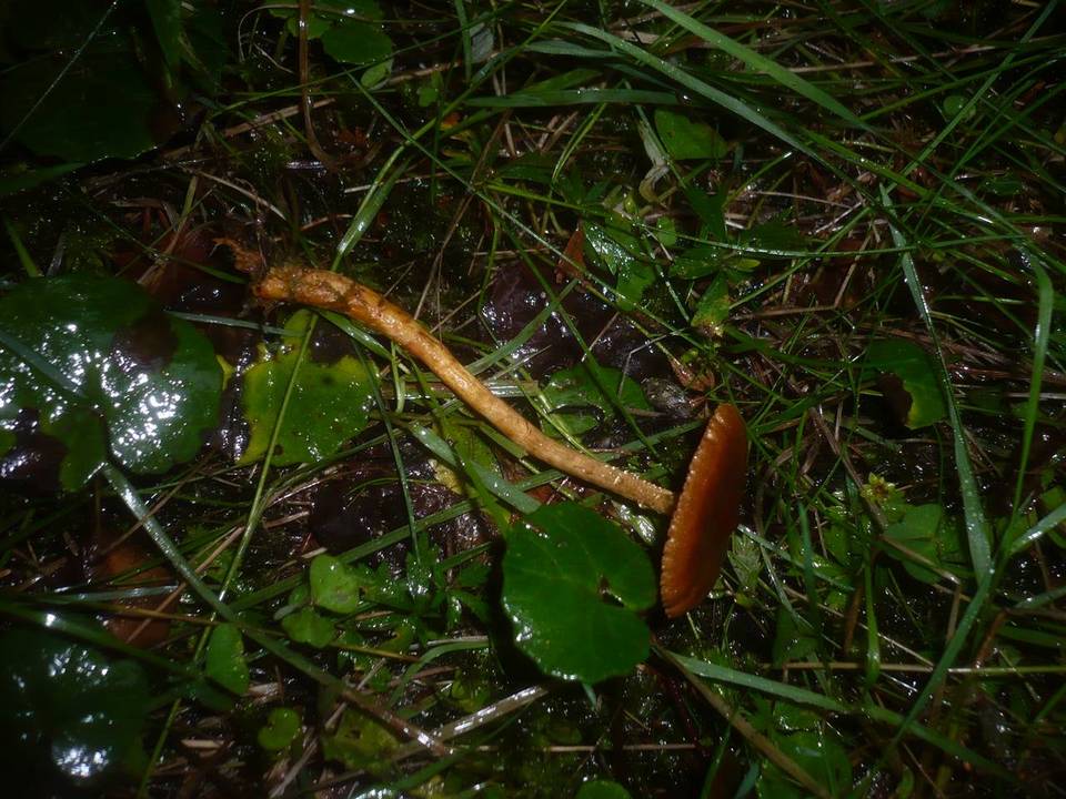 Cortinarius bataillei image