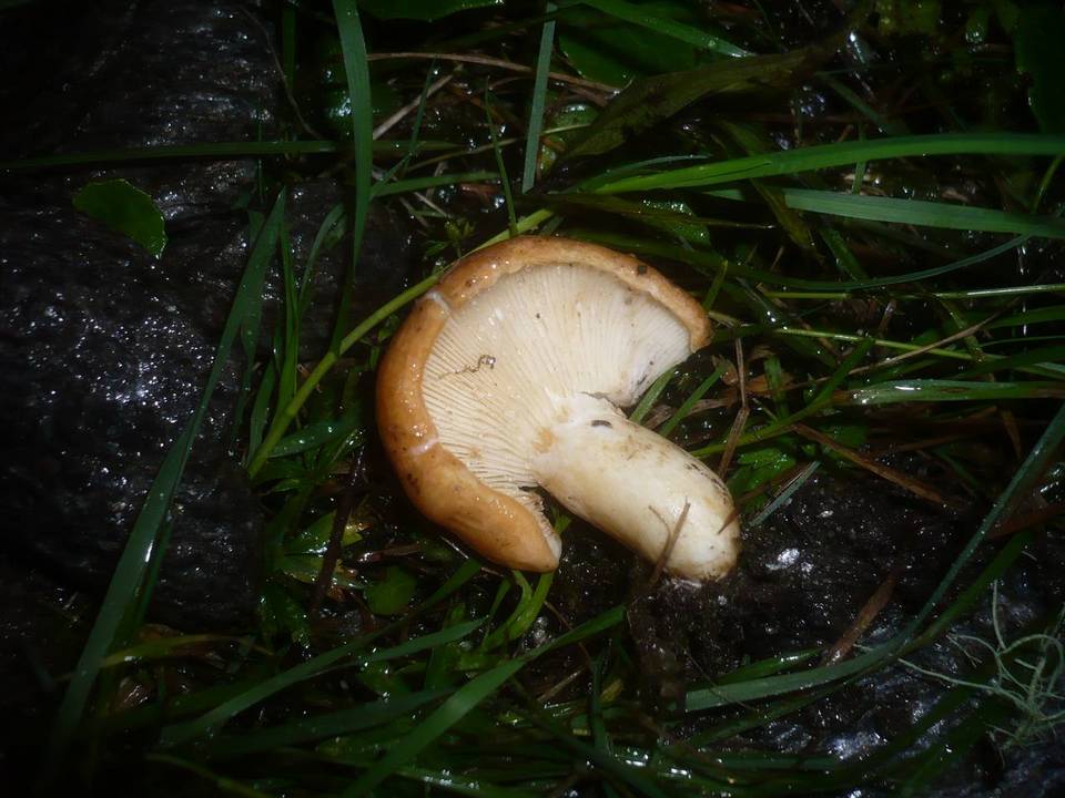 Lactarius zonarioides image