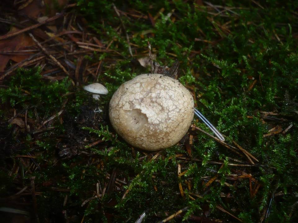 Rhodocybe parilis image