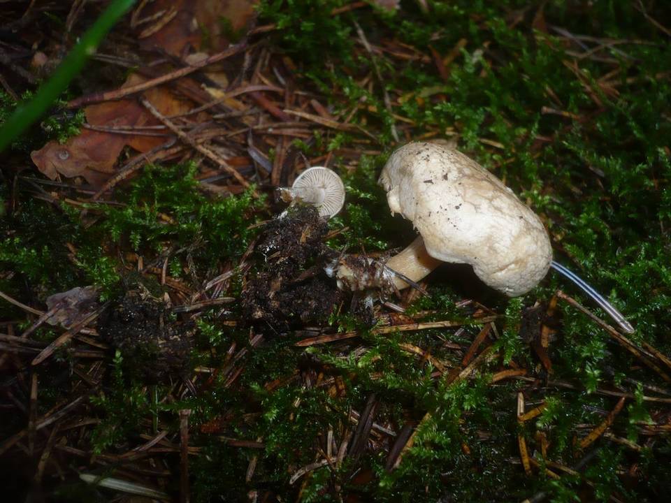 Rhodocybe parilis image