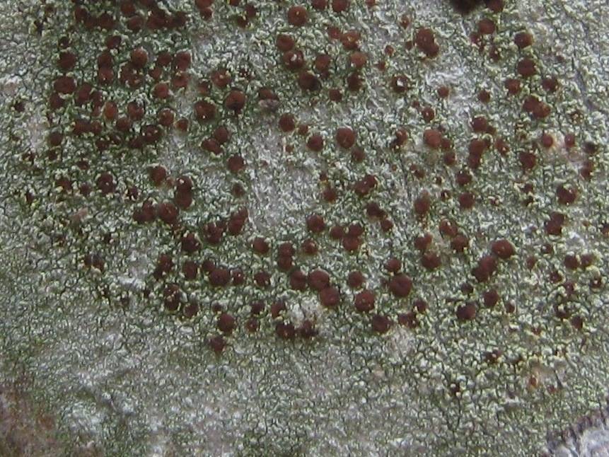 Caloplaca herbidella image