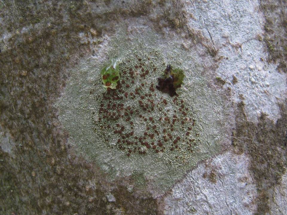 Caloplaca herbidella image