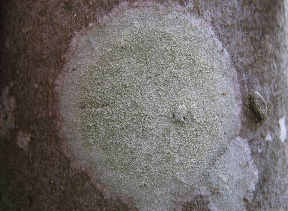 Caloplaca herbidella image