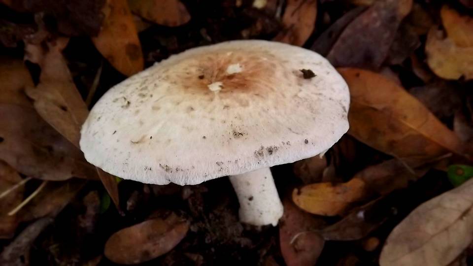 Agaricus alligator image