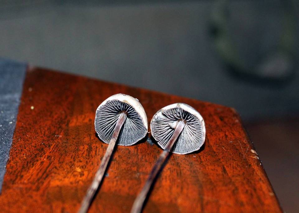 Panaeolus goossensiae image