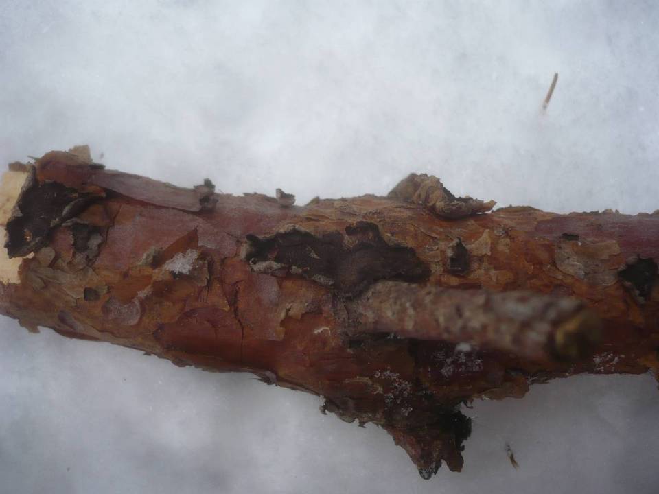 Peniophora pini image
